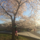A Quartz reporter hugging the trunk of a blooming cherry blossom.